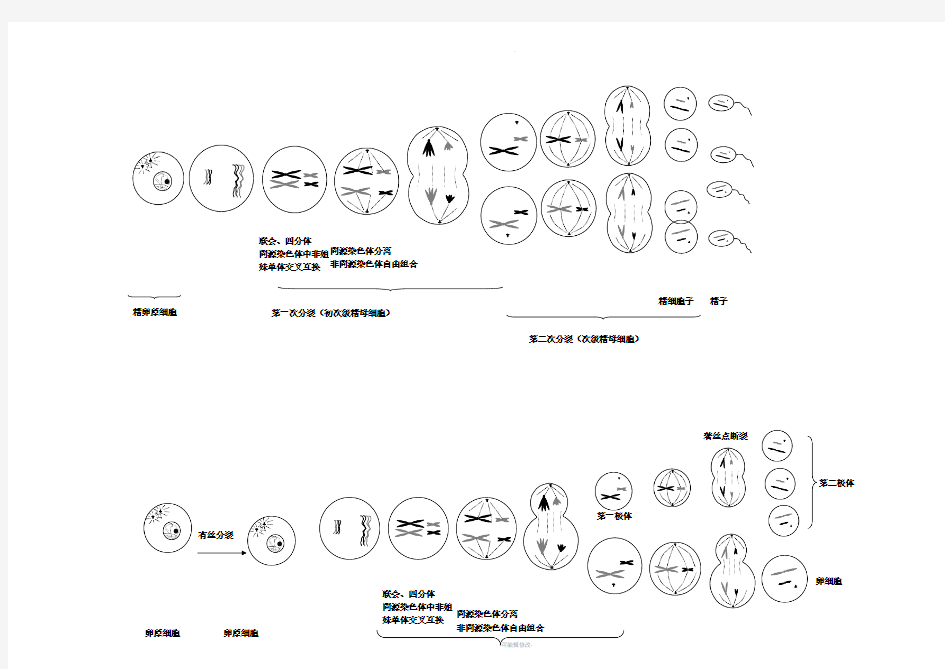 有丝分裂与减数分裂过程图