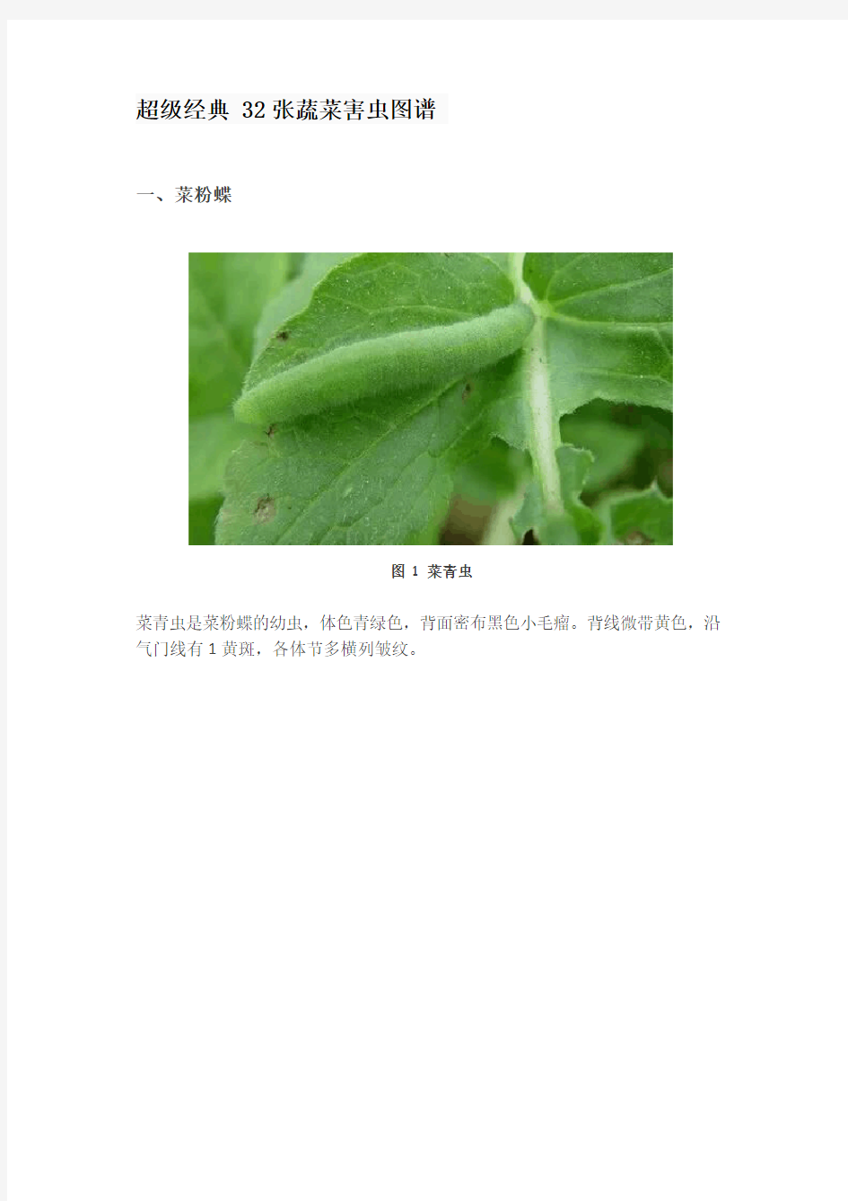 超级经典 32张蔬菜害虫图谱