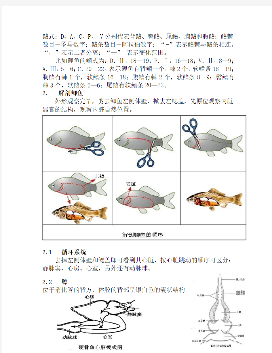 实验 鱼类外形观察和内部解剖