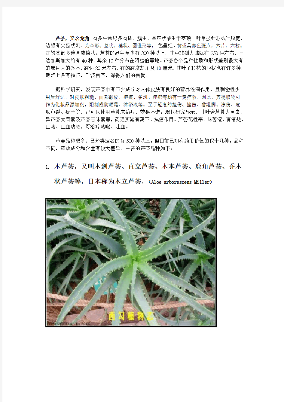 芦荟品种大全(配图)