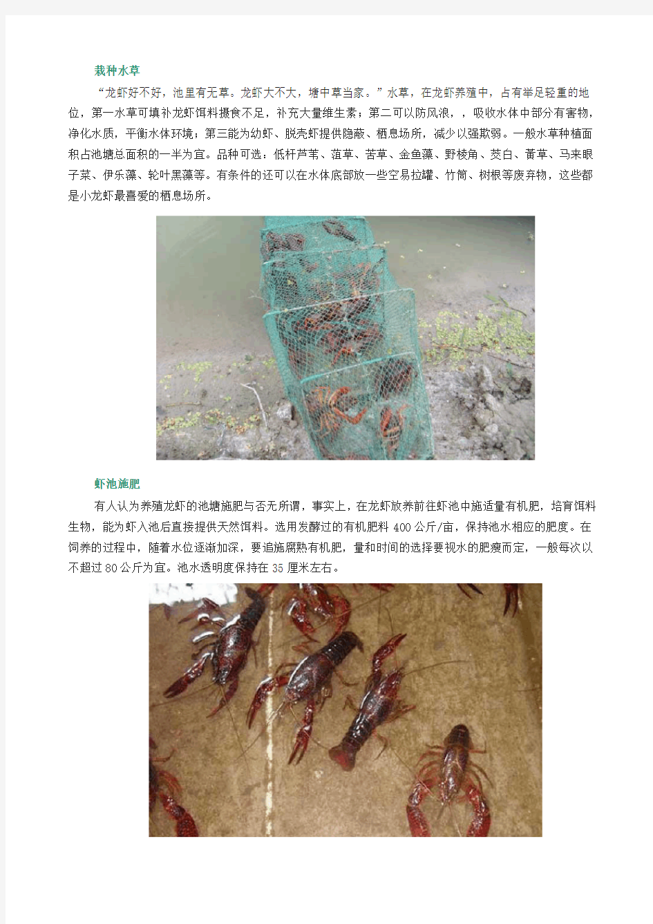 小龙虾高产养殖技术