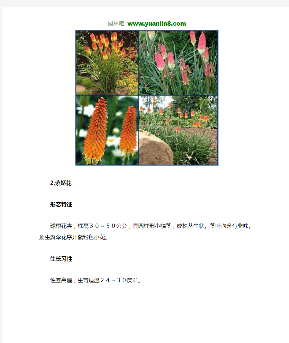 100种花境植物、有解析和图片