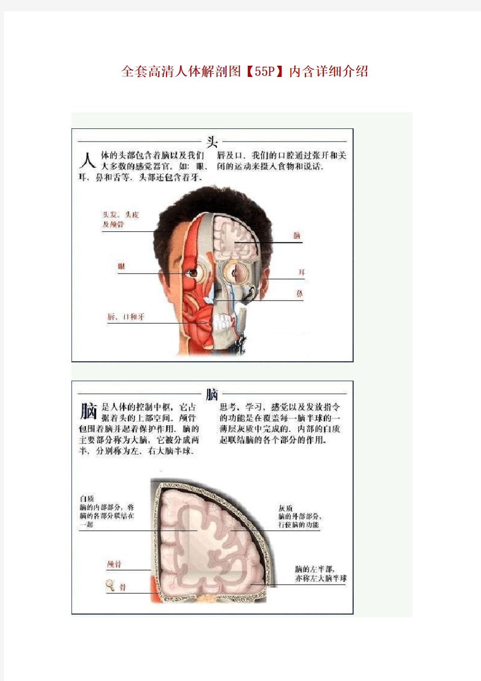 全套高清人体解剖图【55P】内含详细介绍