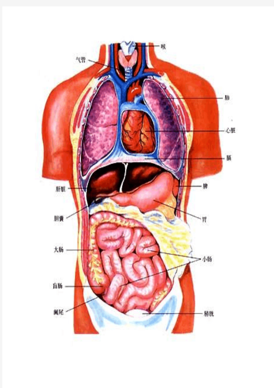 简单直观人体器官分布图