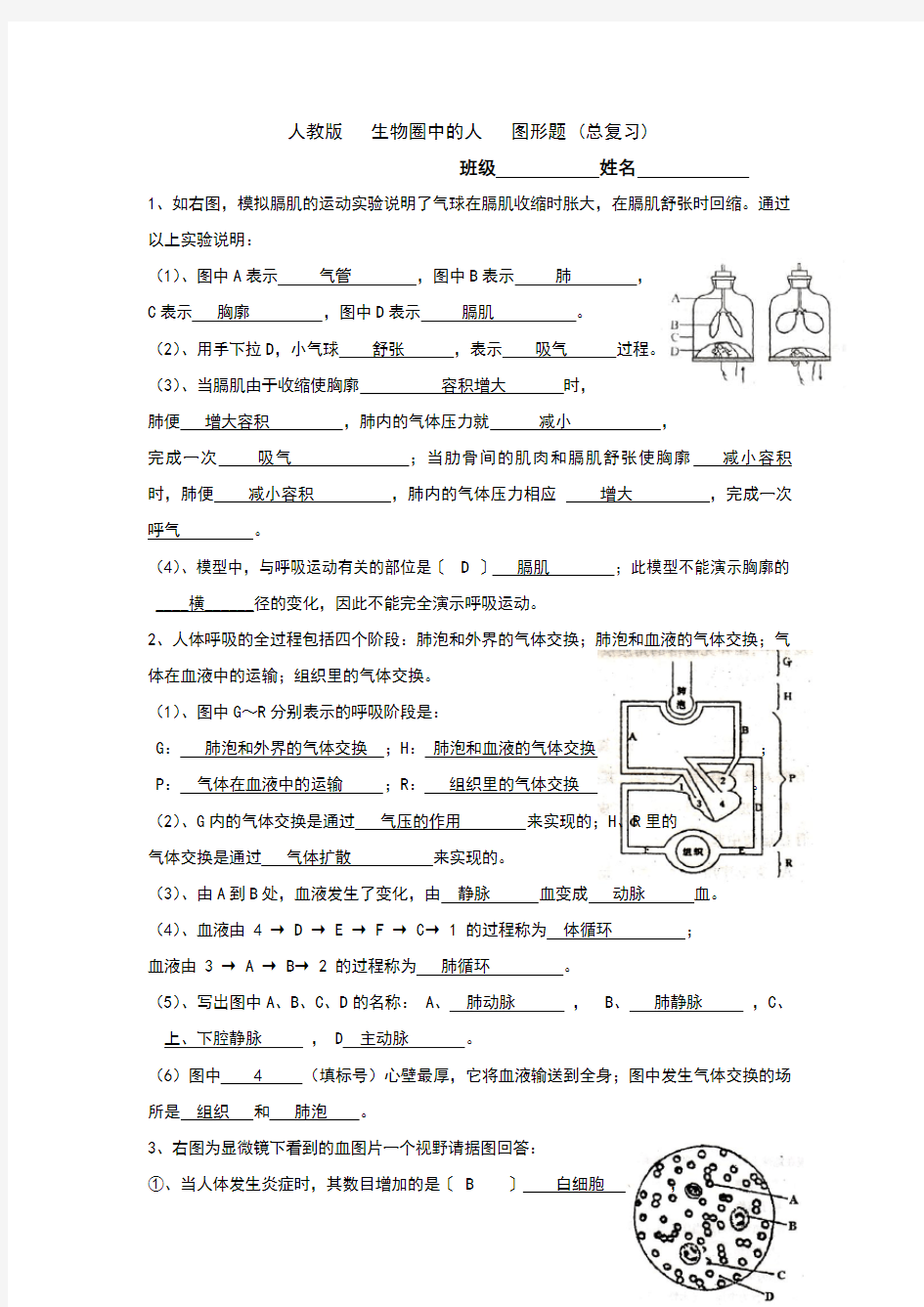 七年级下册生物图形题(答案)