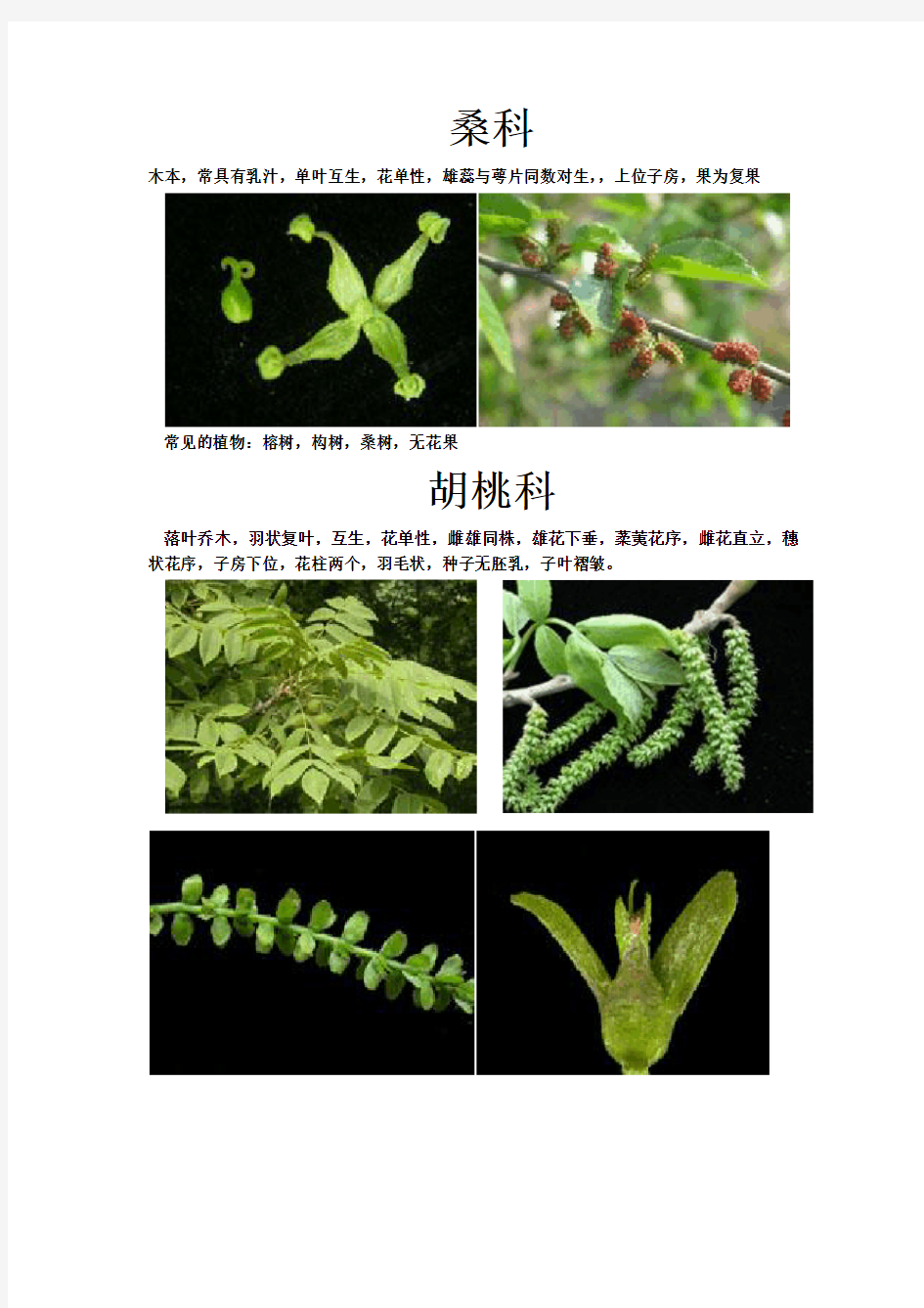 植物分类