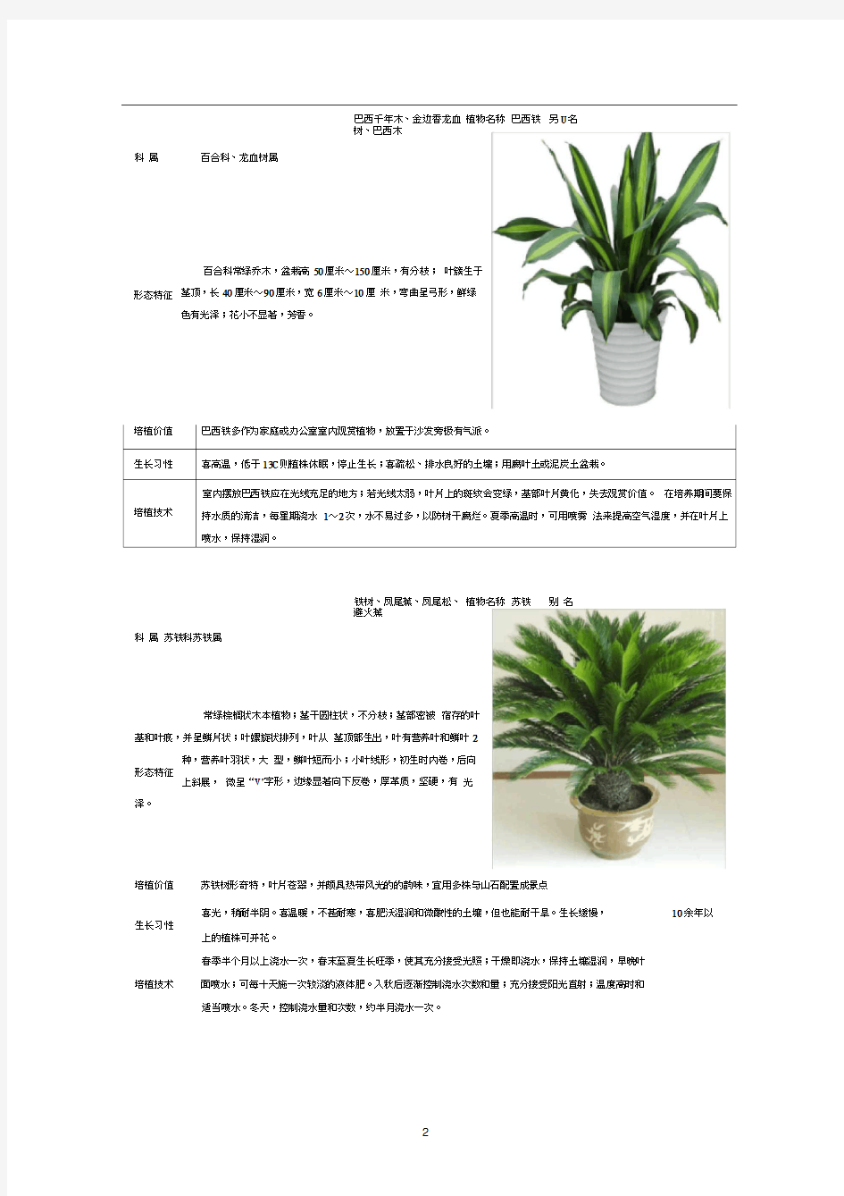 50种常见室内绿化植物介绍(带高清图片)