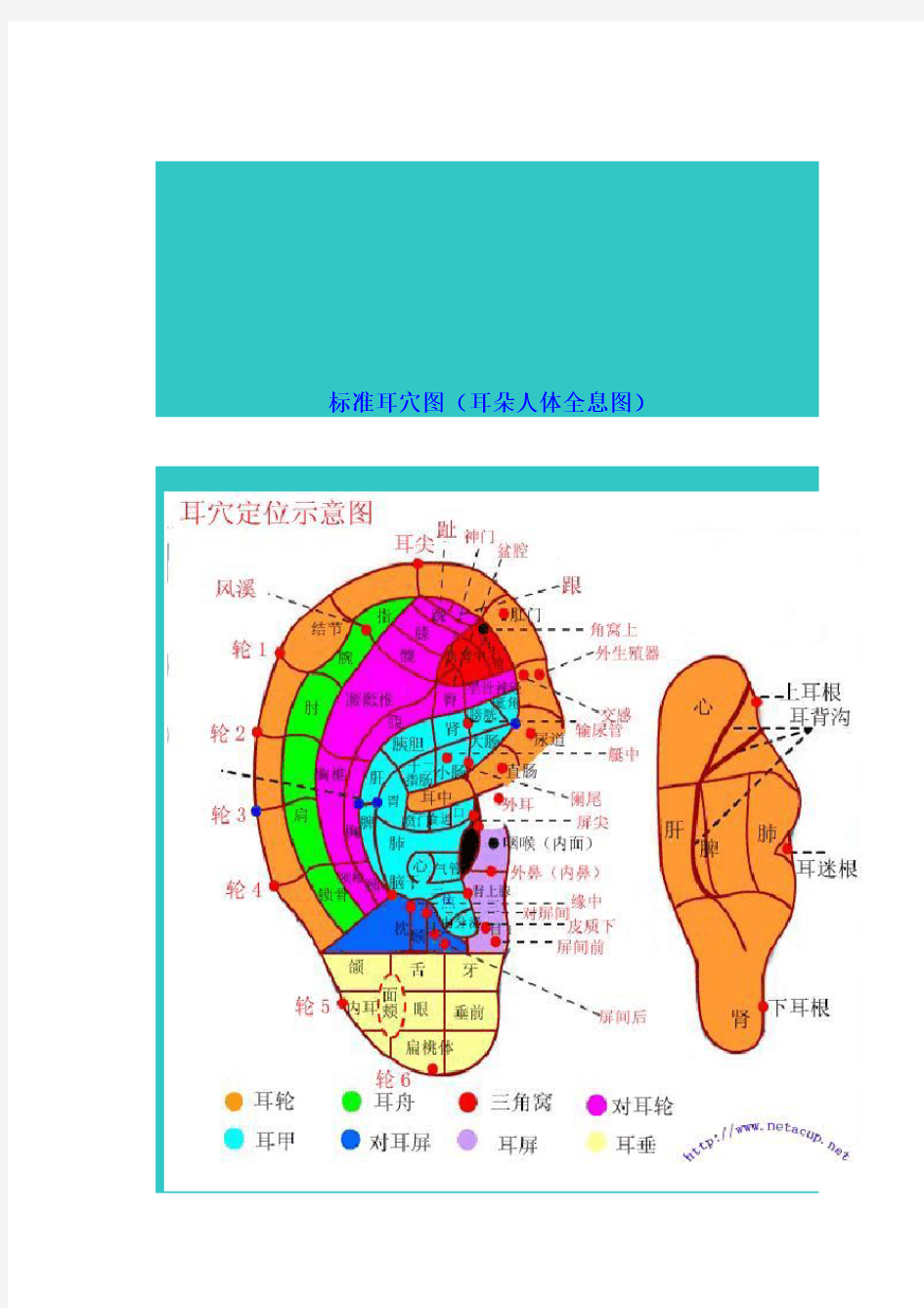 标准耳穴图(耳朵人体全息图)