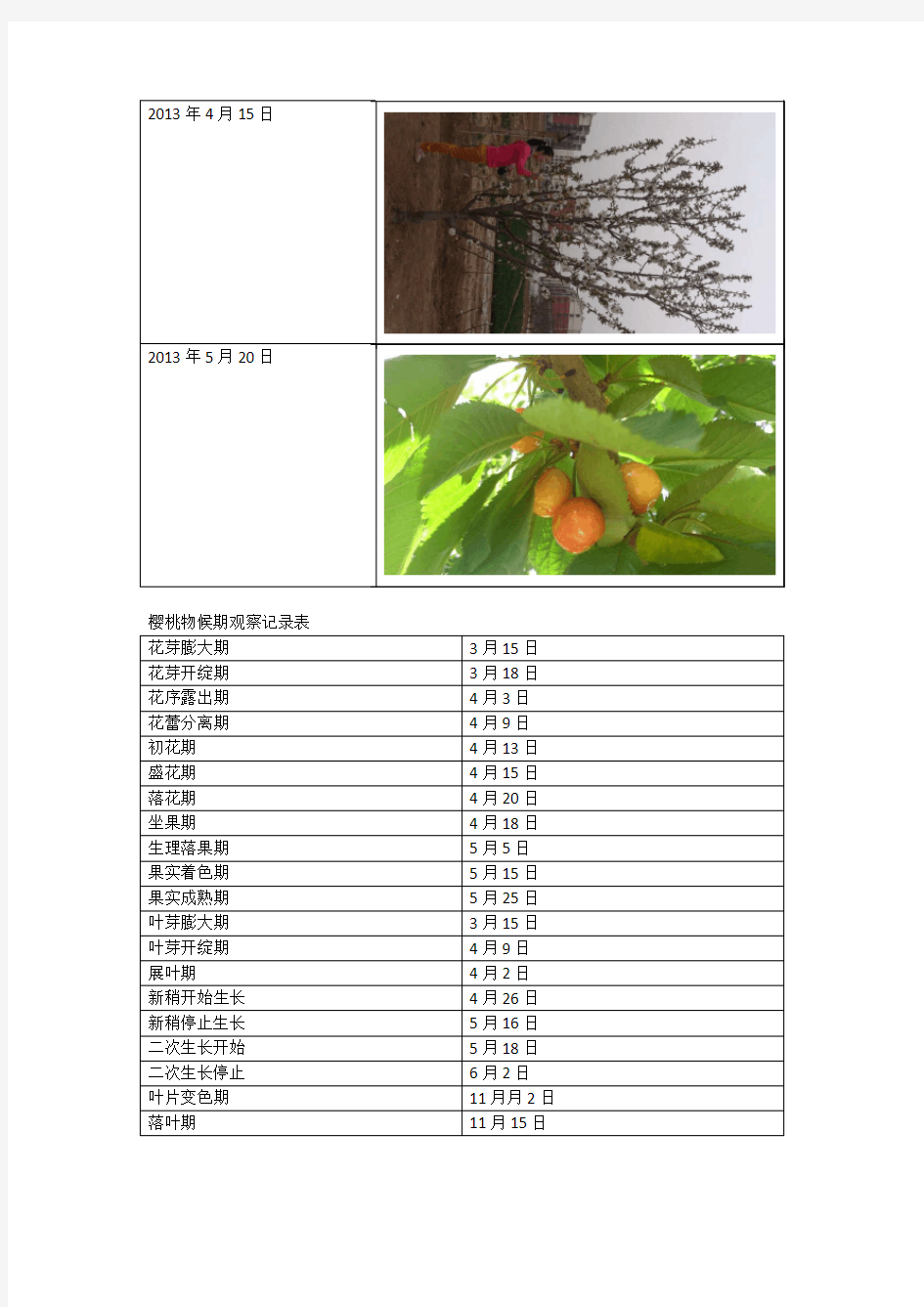 果树物候期报告-田间实验报告