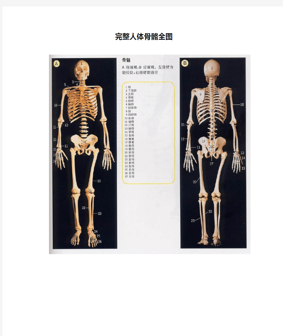 完整人体骨骼全图