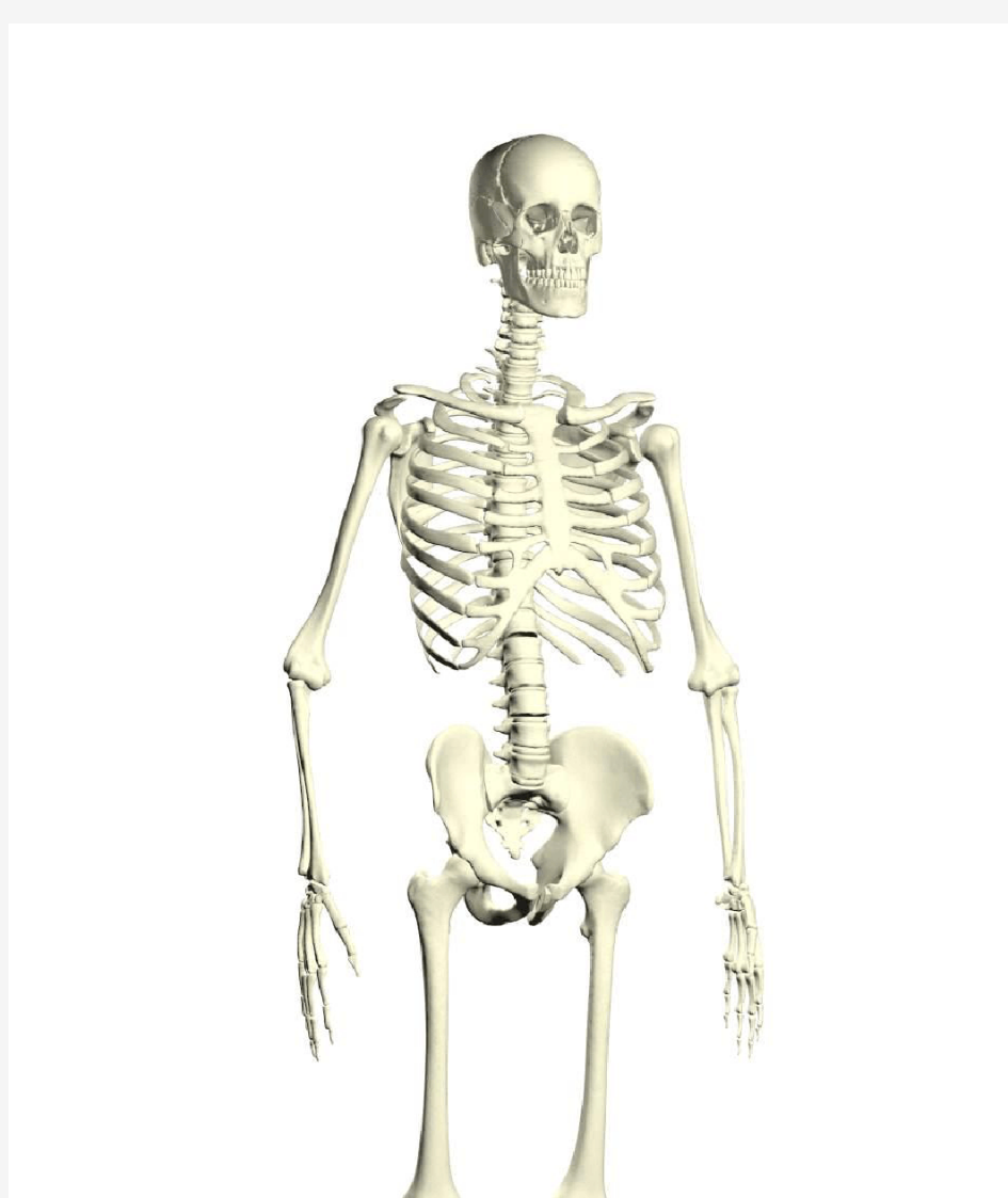 完整人体骨骼全图