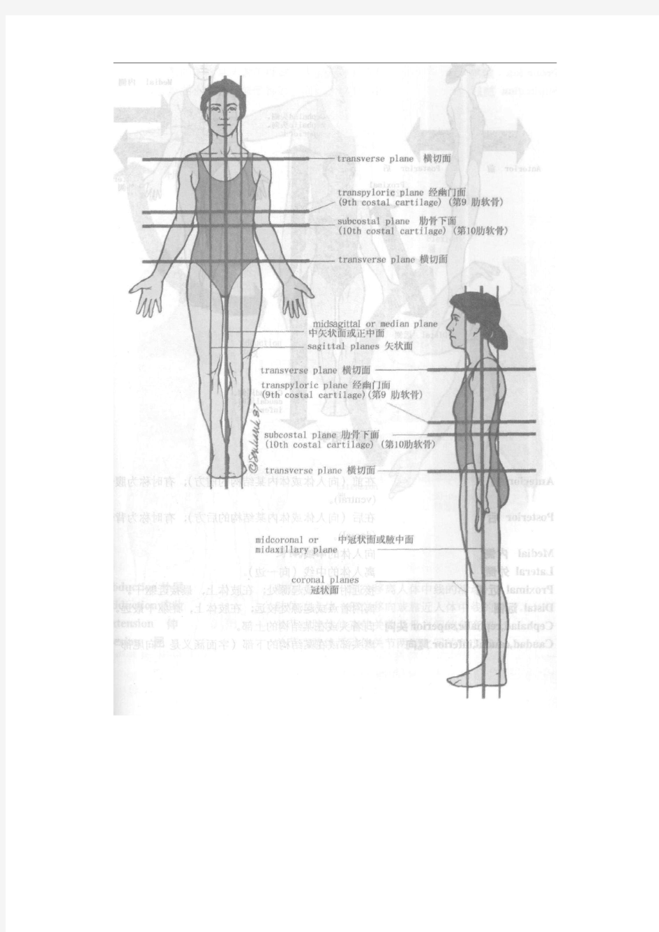 解剖学平面