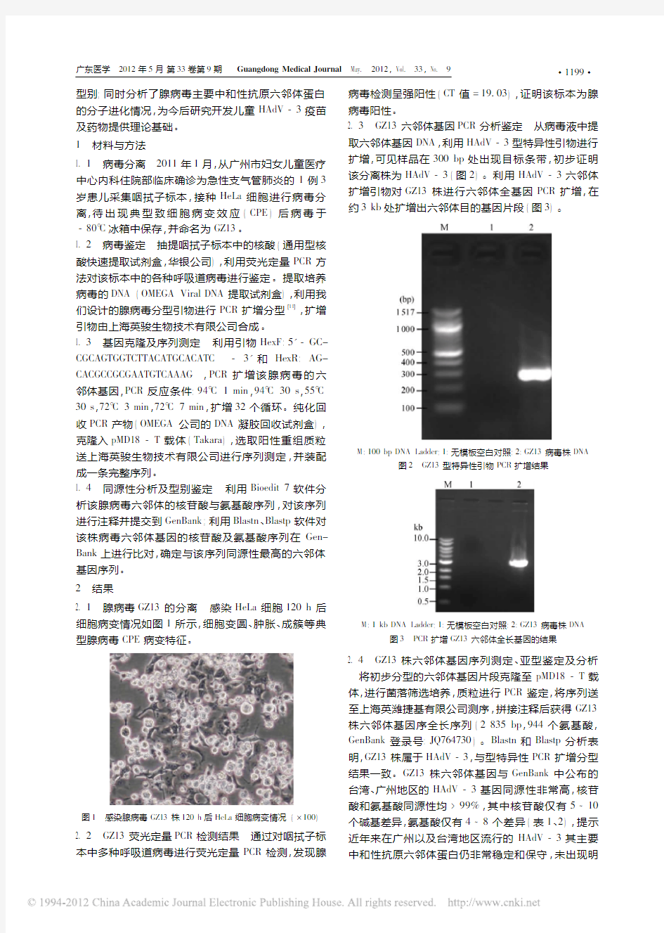 人3型腺病毒GZ13株的分离鉴定及六邻体蛋白的分子进化研究