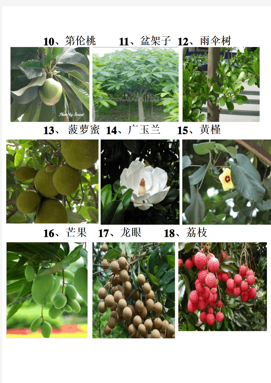 广东地区常见的园林植物74种