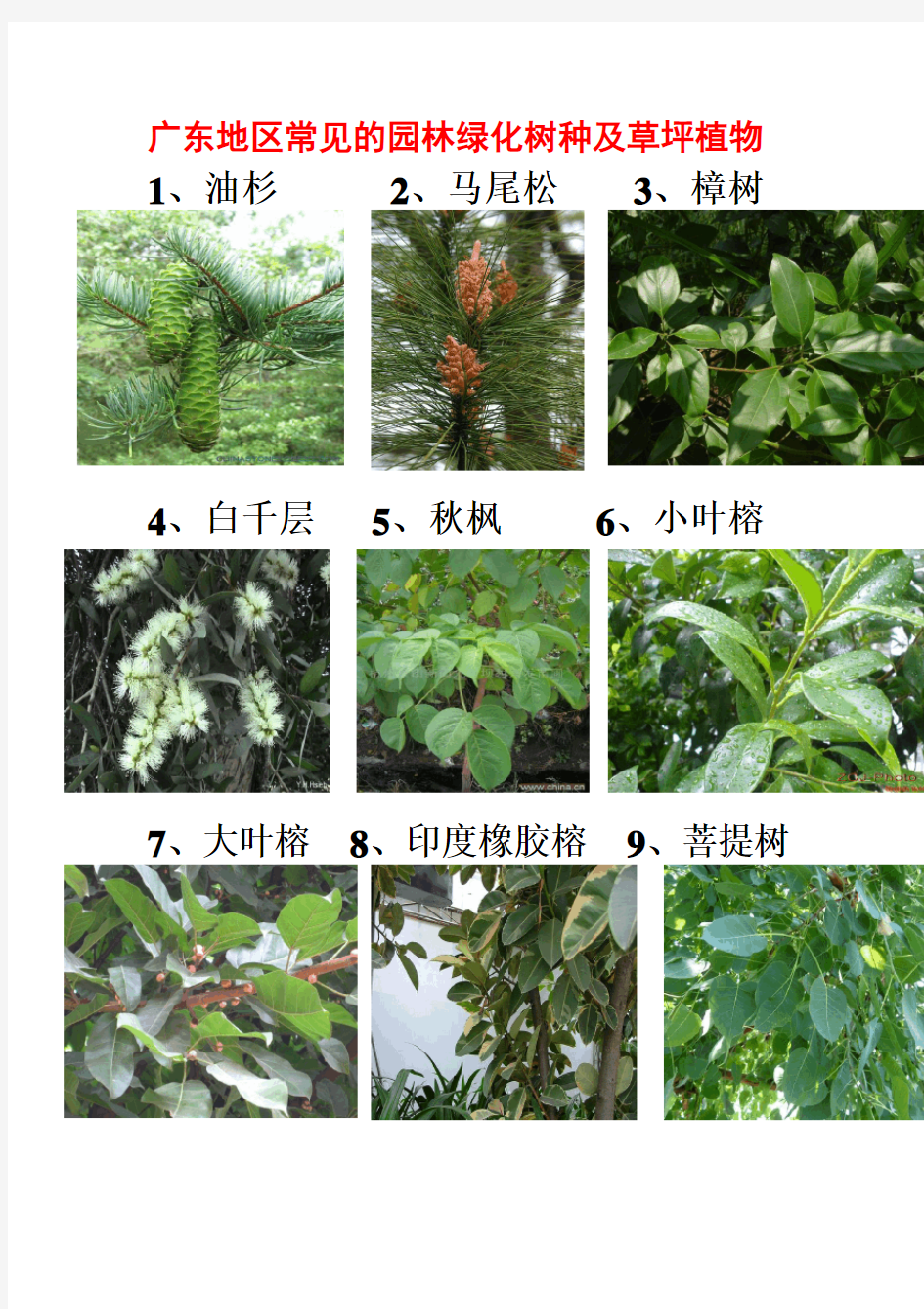 广东地区常见的园林植物74种