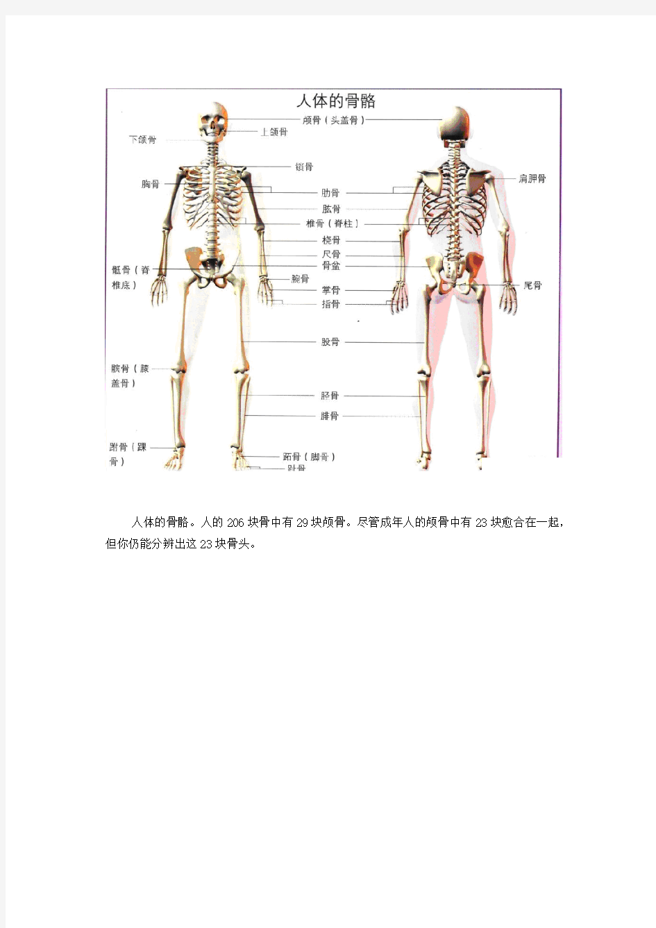 【免费下载】人体骨骼图全身 骨骼结构图
