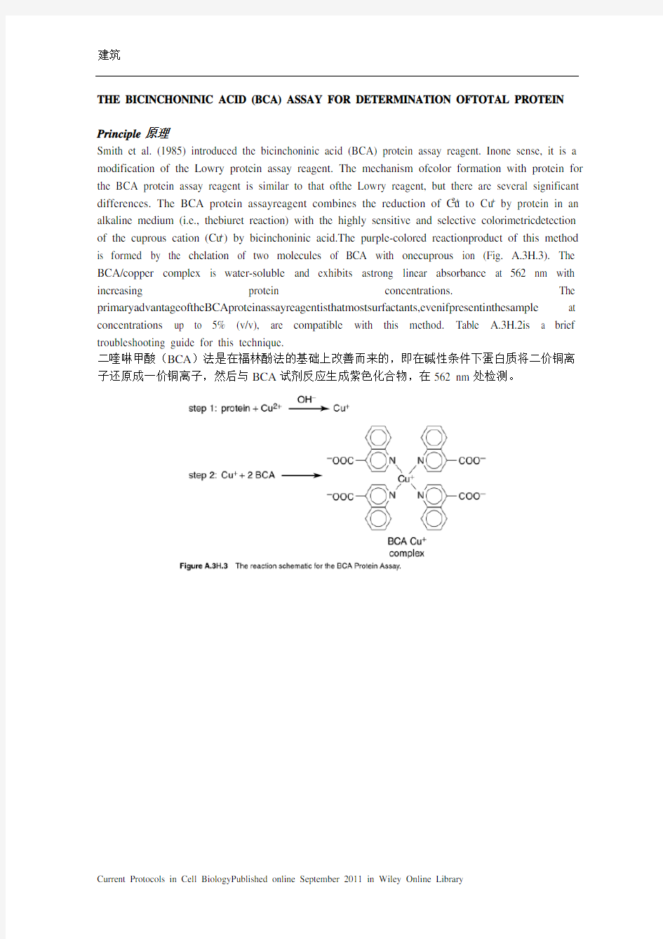 BCA法测蛋白含量