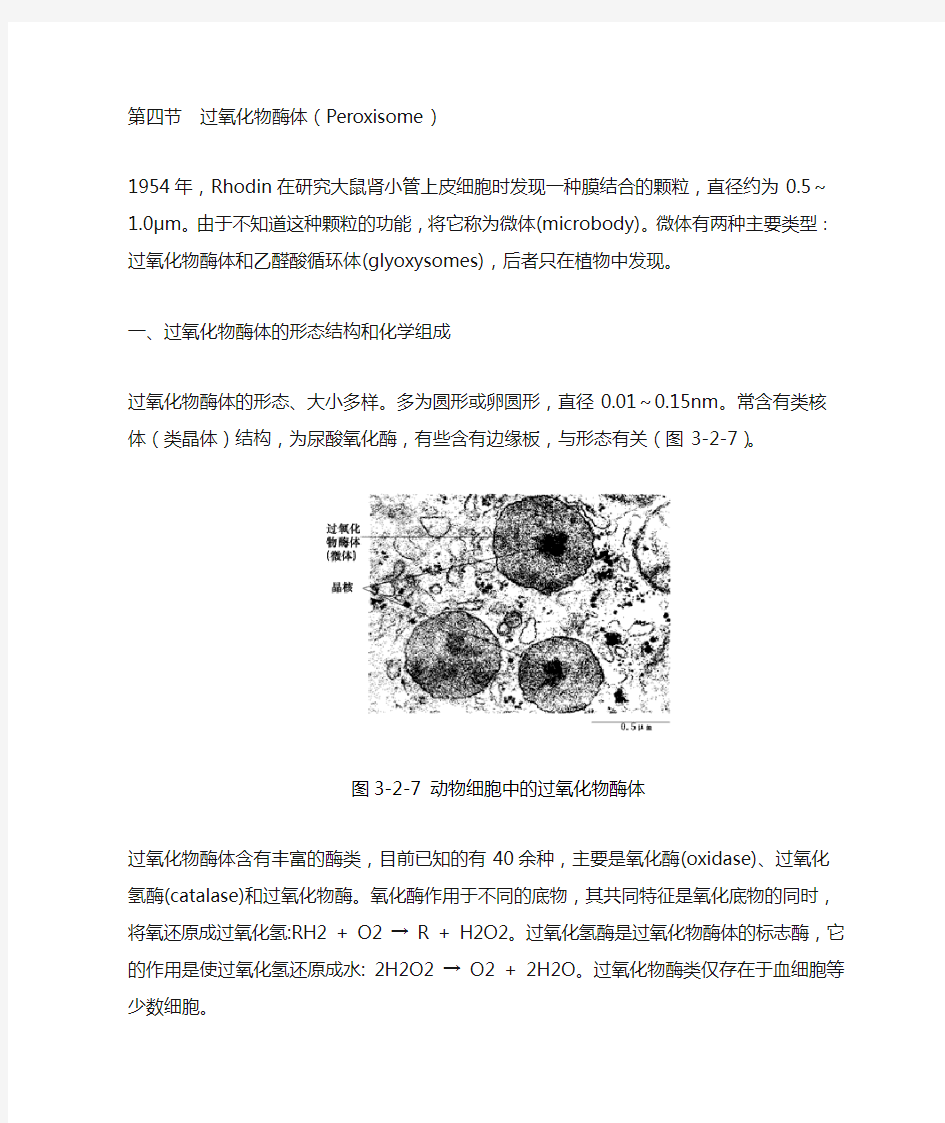 过氧化物酶体Peroxisome