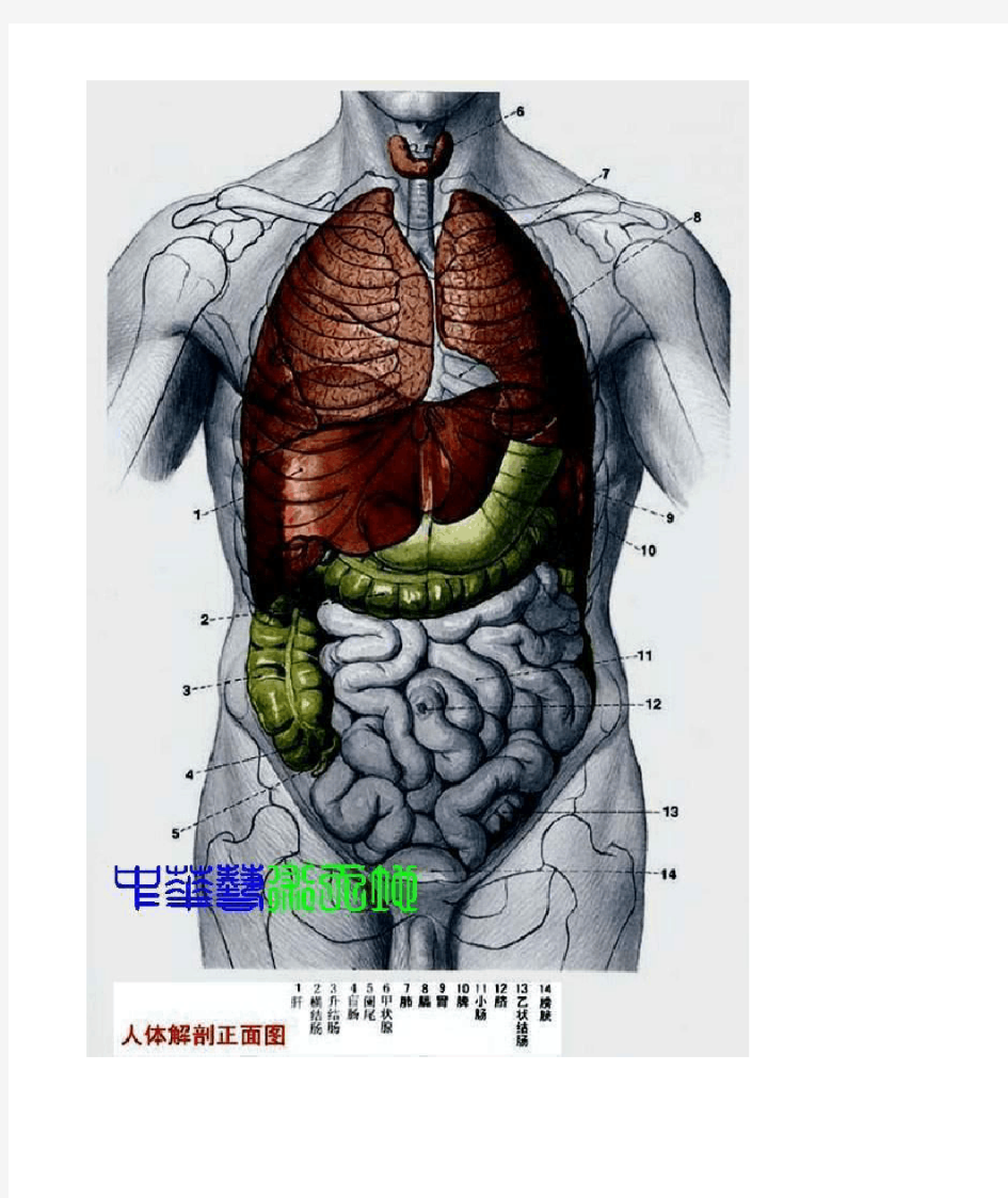 人体内脏最全解剖结构图