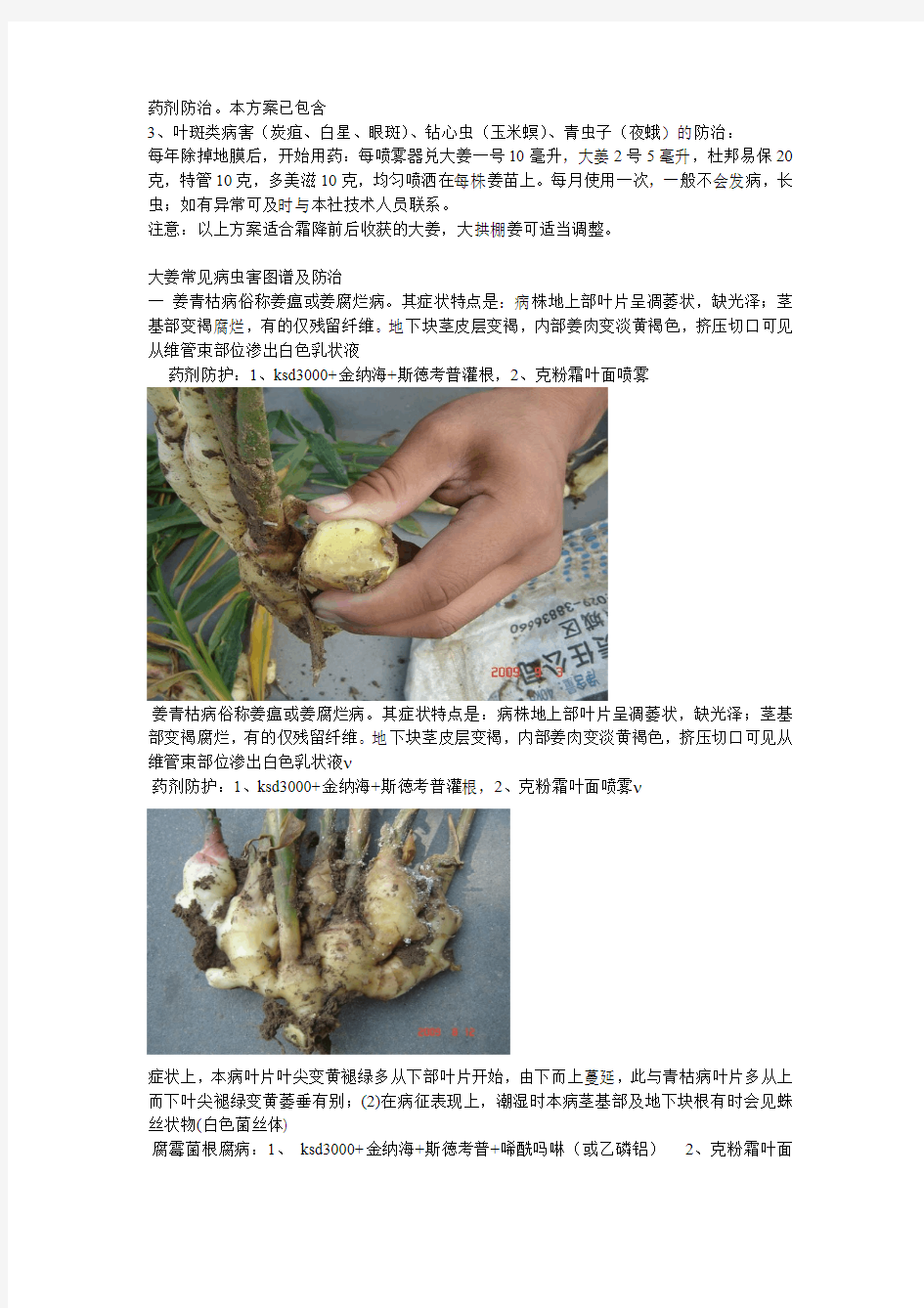 大姜高产栽培标准流程