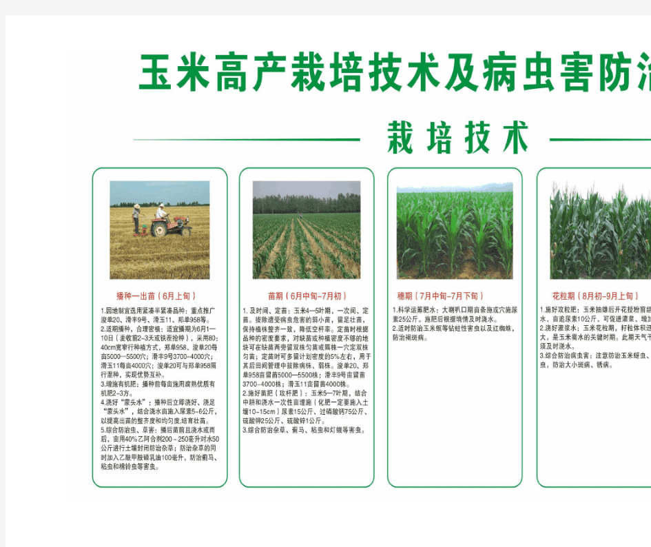 玉米高产栽培技术及病虫害防治  挂图