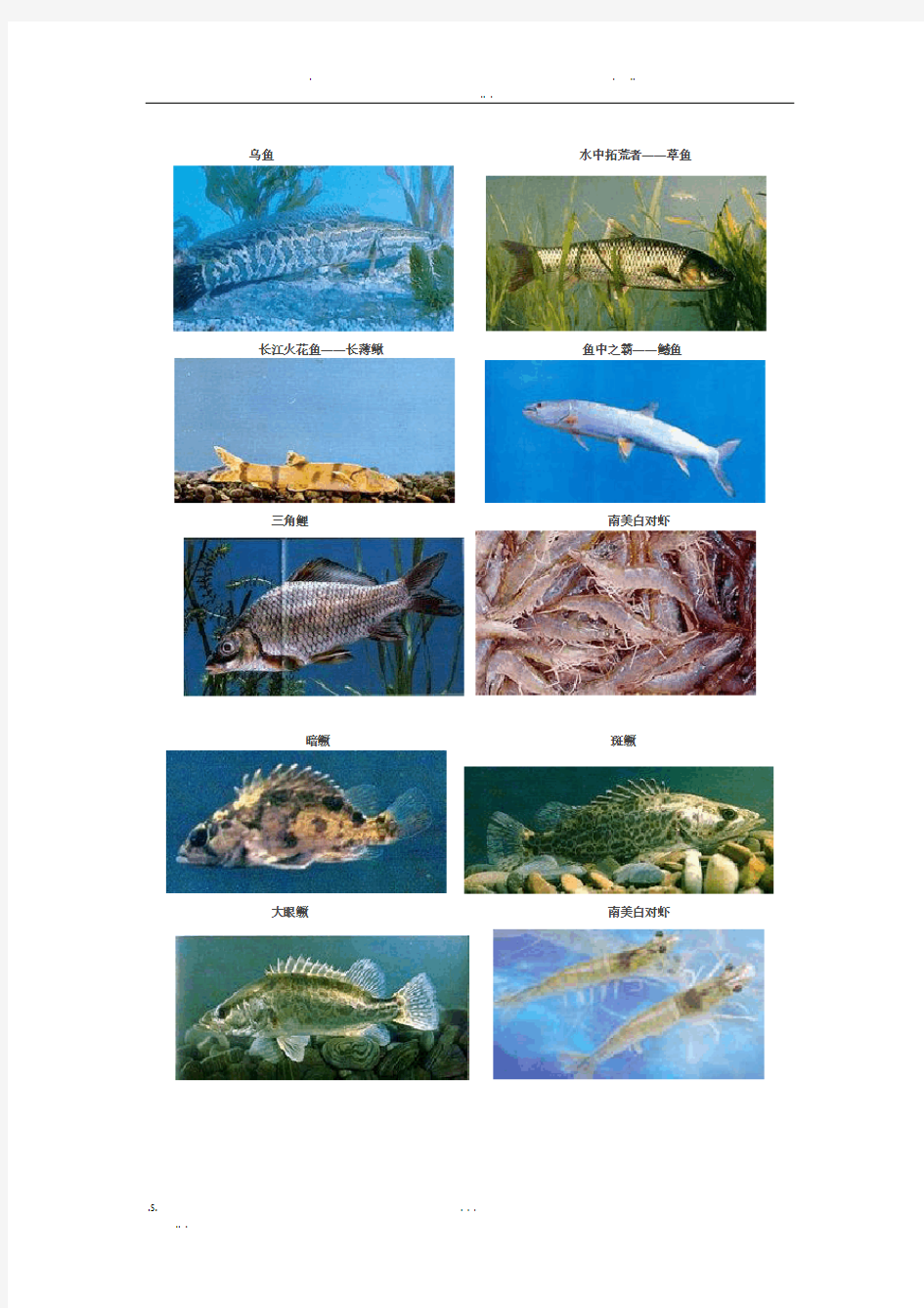 淡水鱼品种(彩图)