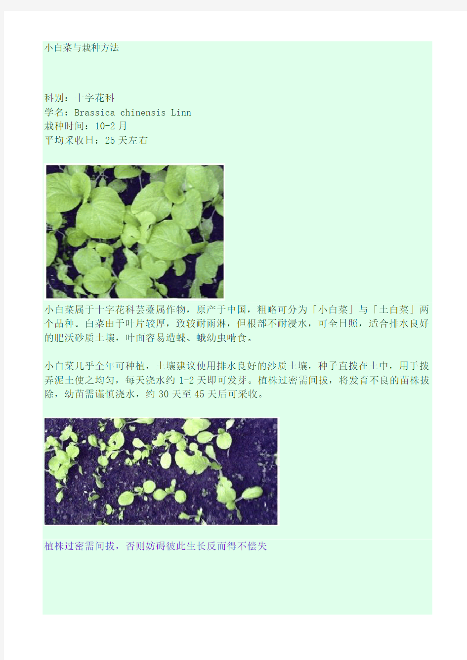 小白菜种植方法(附图)