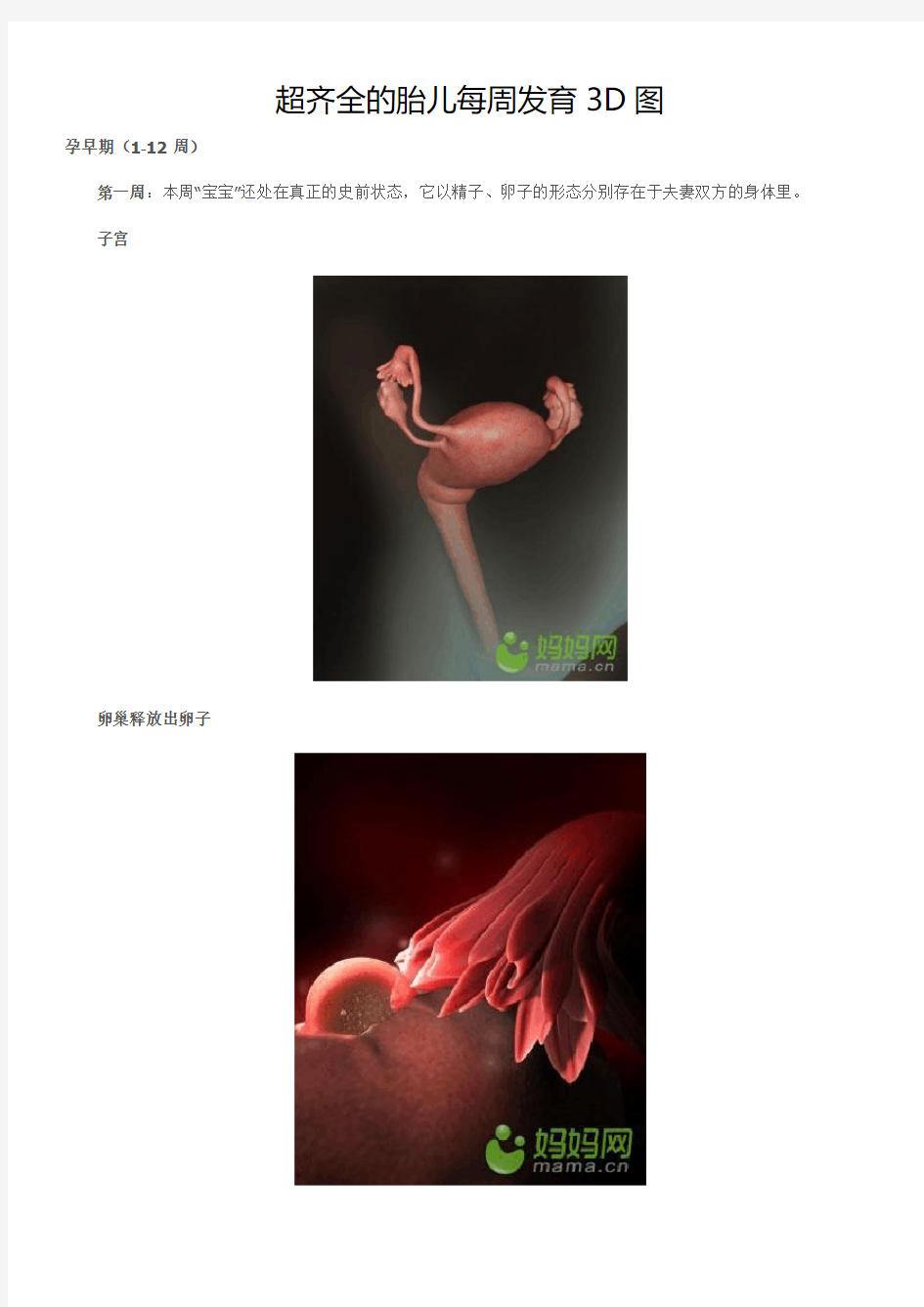 超齐全的胎儿每周发育3D图(绝好)