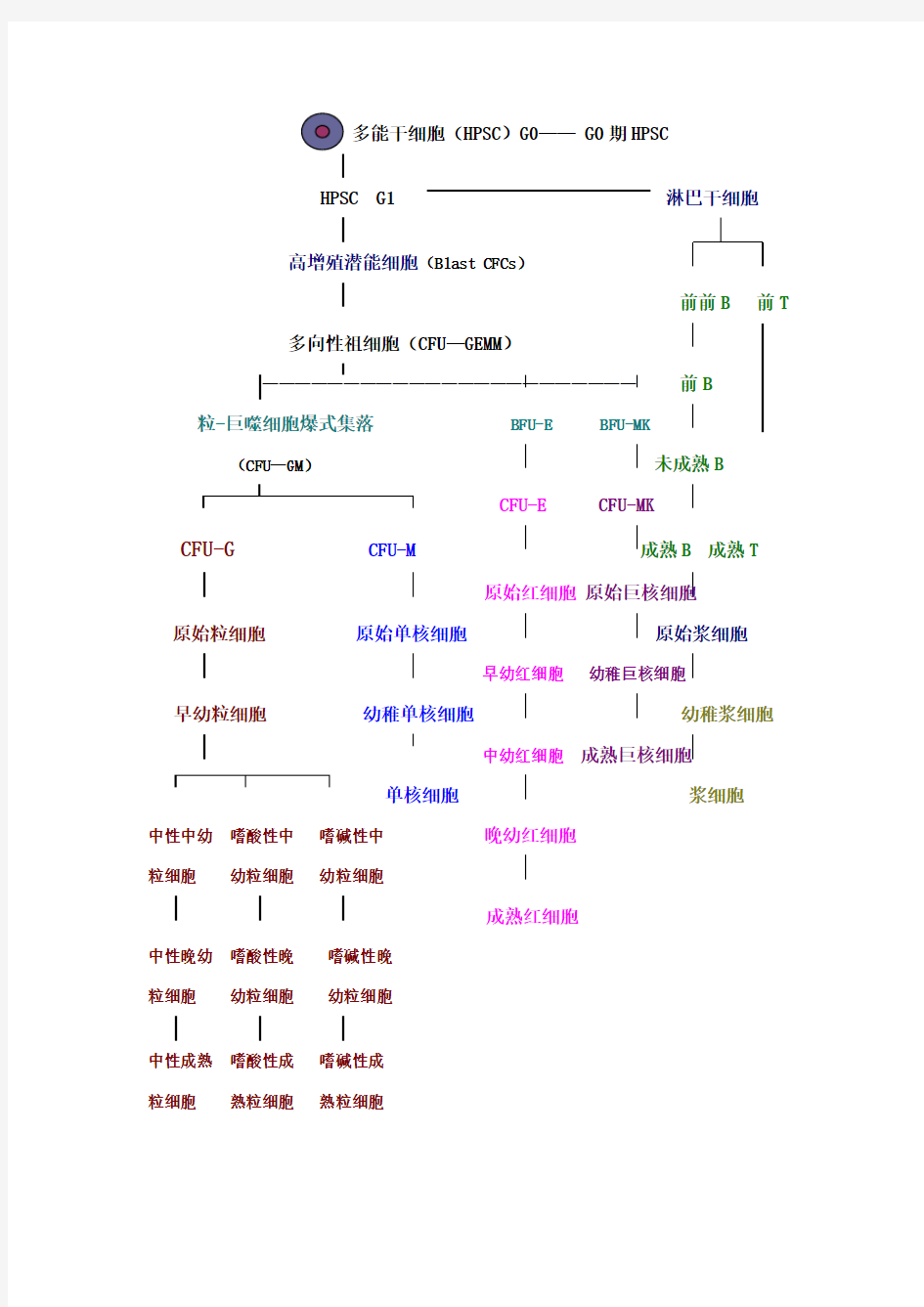 造血干细胞分化图