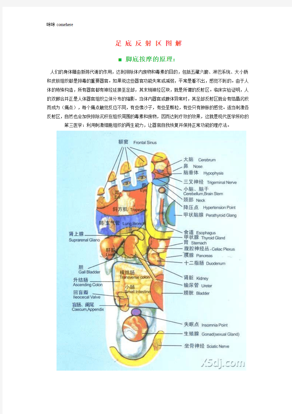 脚底按摩穴位图、按摩方法及正常反应