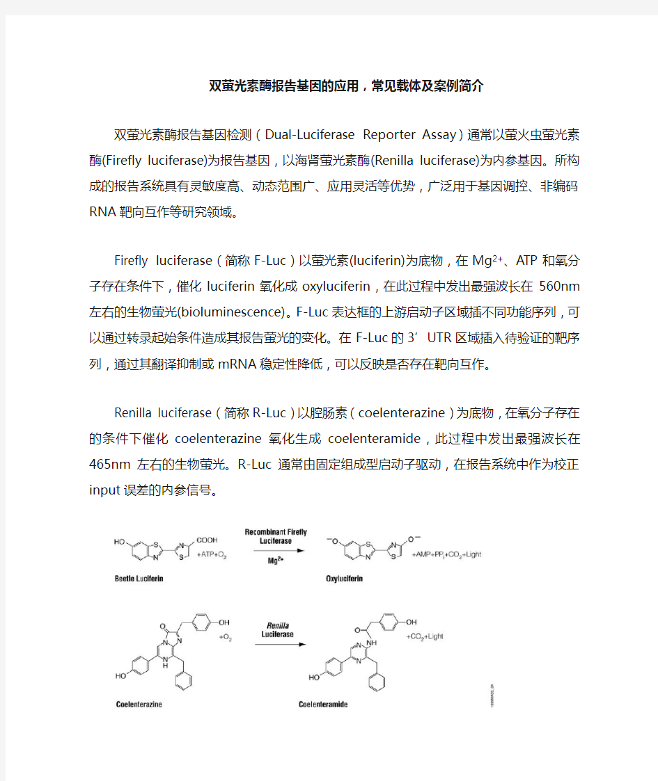 双萤光素酶报告基因的应用-常见载体及案例简介