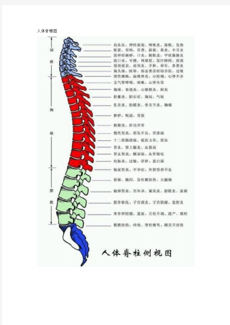 人体脊椎图