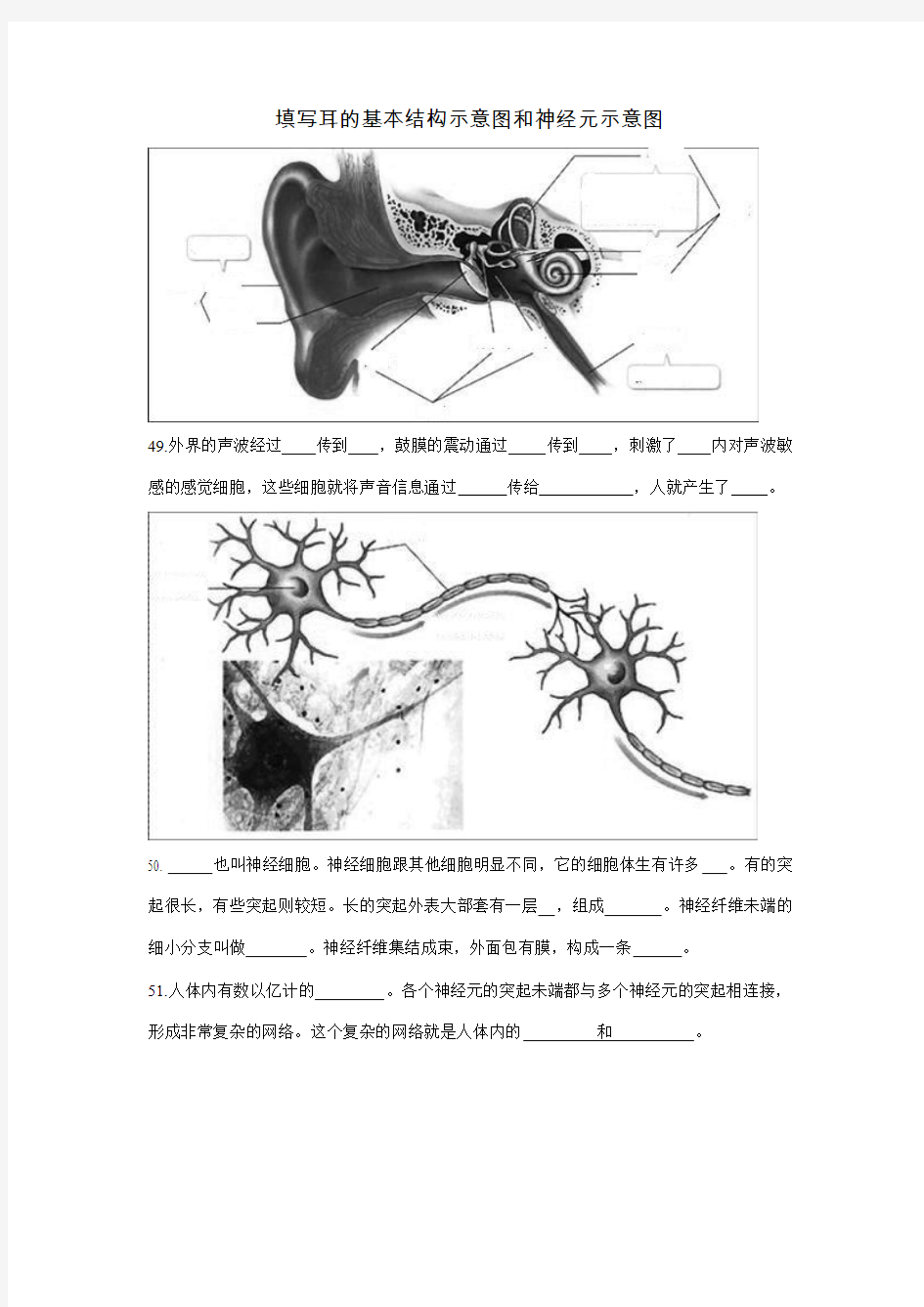 填写11：耳的基本结构示意图和神经元示意图