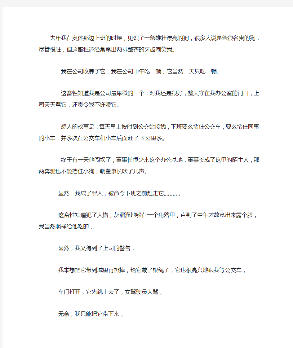 我和一只流浪狗的真实故事