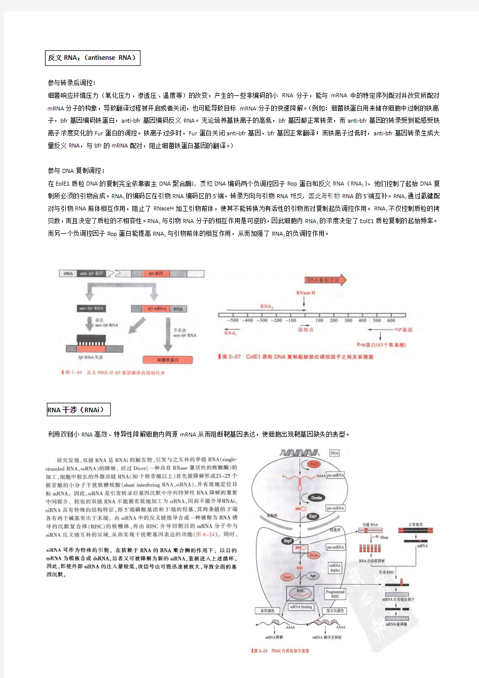 分子生物学 总结---RNA