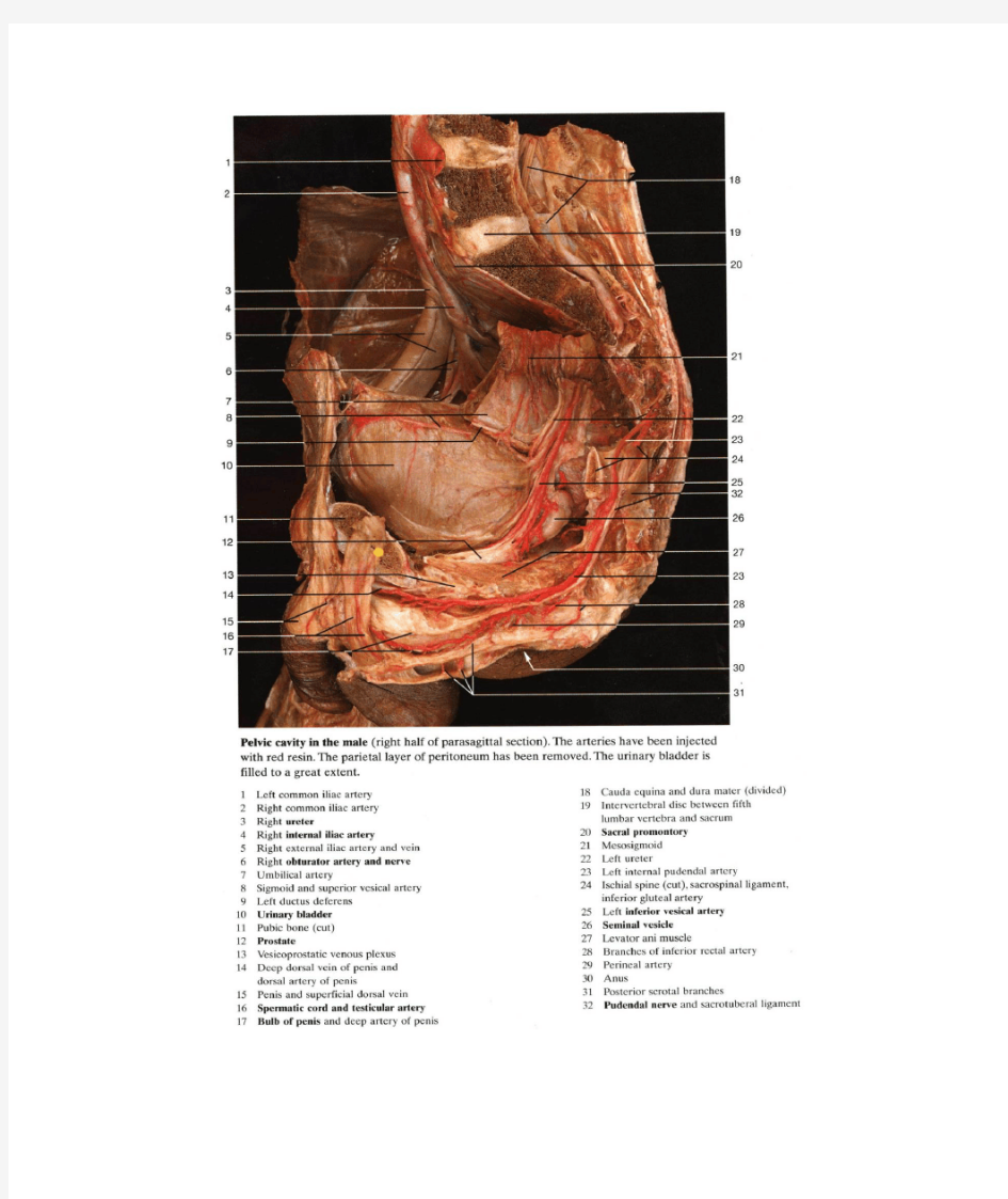 彩色 人体解剖学图谱 泌尿生殖系统