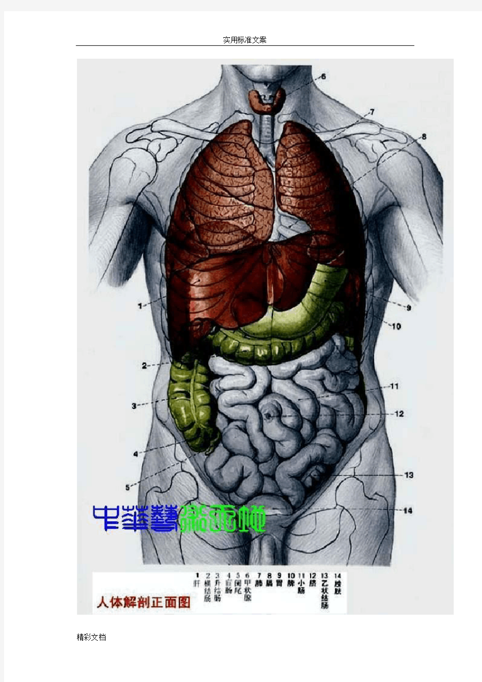 最全的人体内脏结构图(医学图谱)