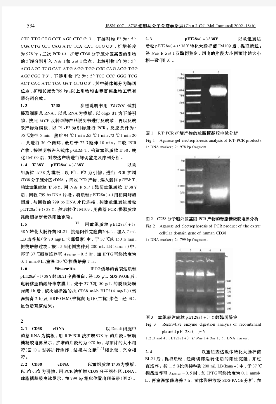 人CD38抗原胞外段基因克隆及表达