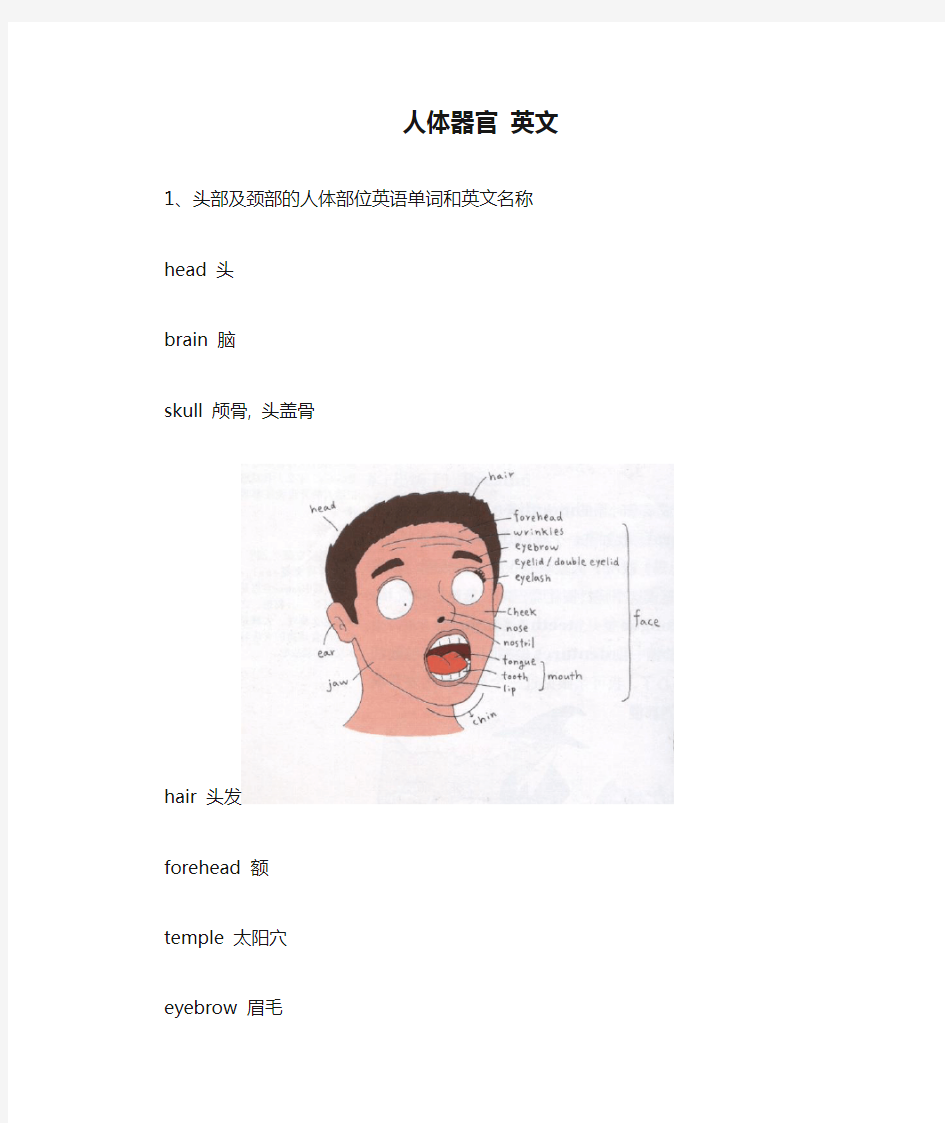 人体器官 英文版  配图