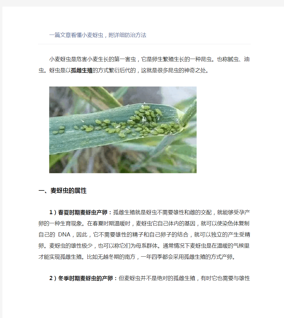 【农业】一篇文章看懂小麦蚜虫,附详细防治方法