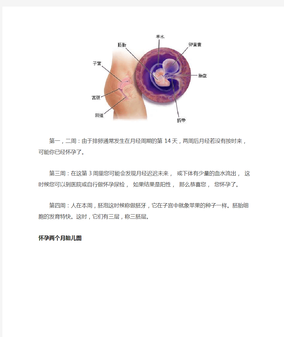 怀孕1~9个月胎儿发育过程图