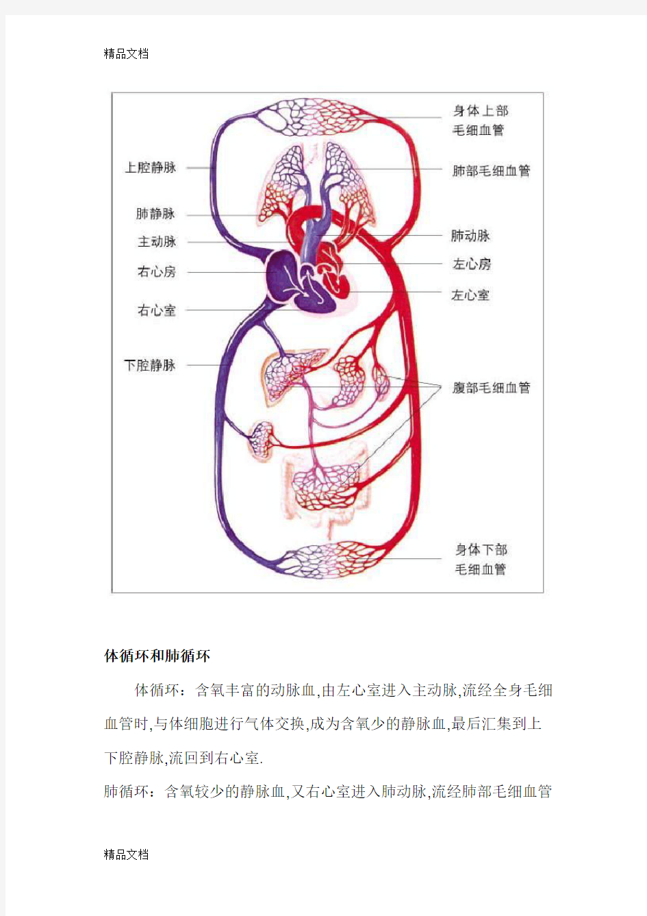 体循环和肺循环讲课教案