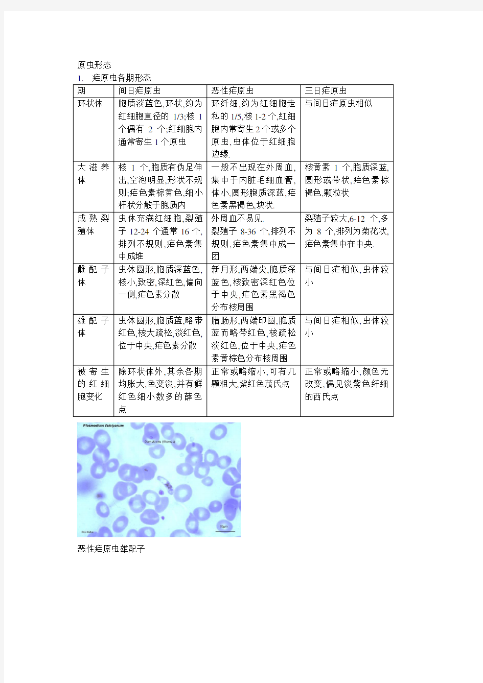 疟原虫形态图谱