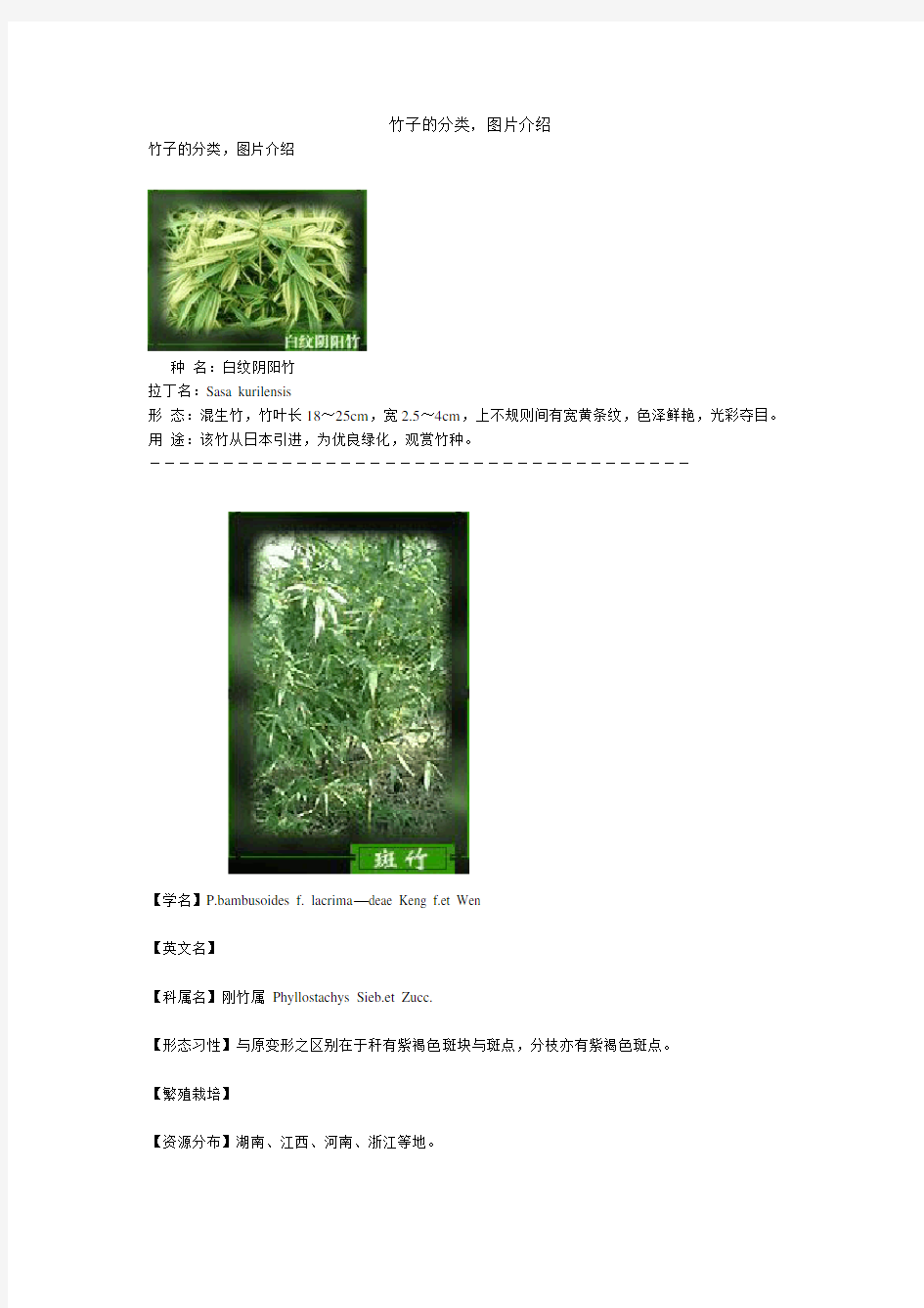 竹子的分类图片介绍