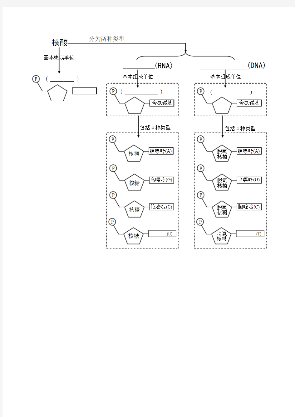 DNA与RNA的基本组成单位
