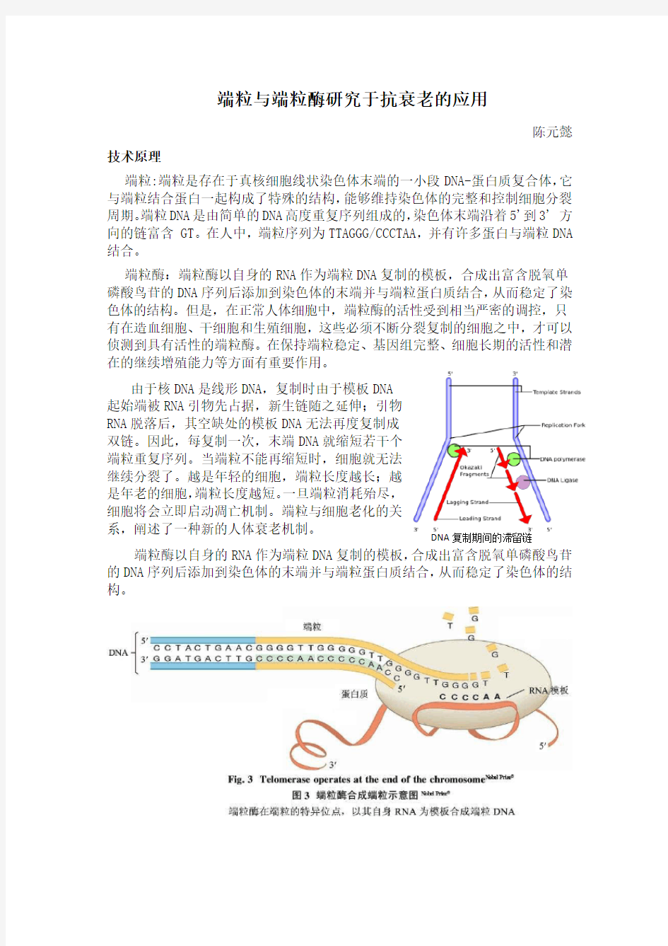 端粒与端粒酶研究于抗衰老的应用