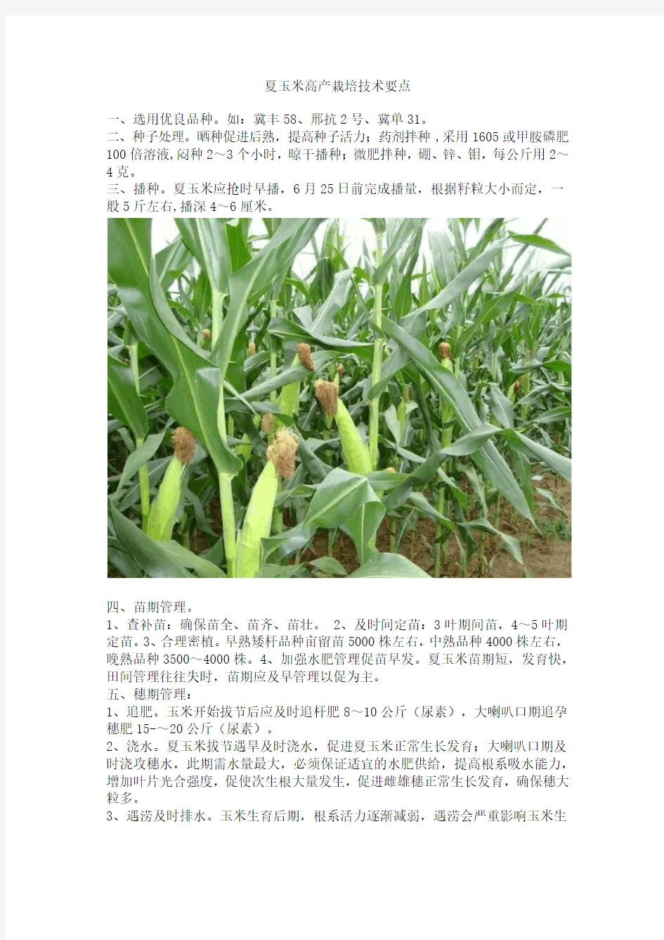 夏玉米高产栽培技术要点