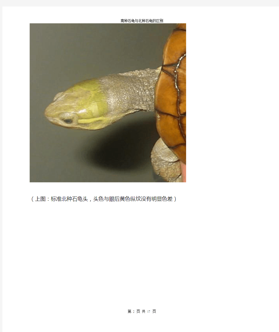 黄喉拟水龟南种石龟与北种石龟的区别