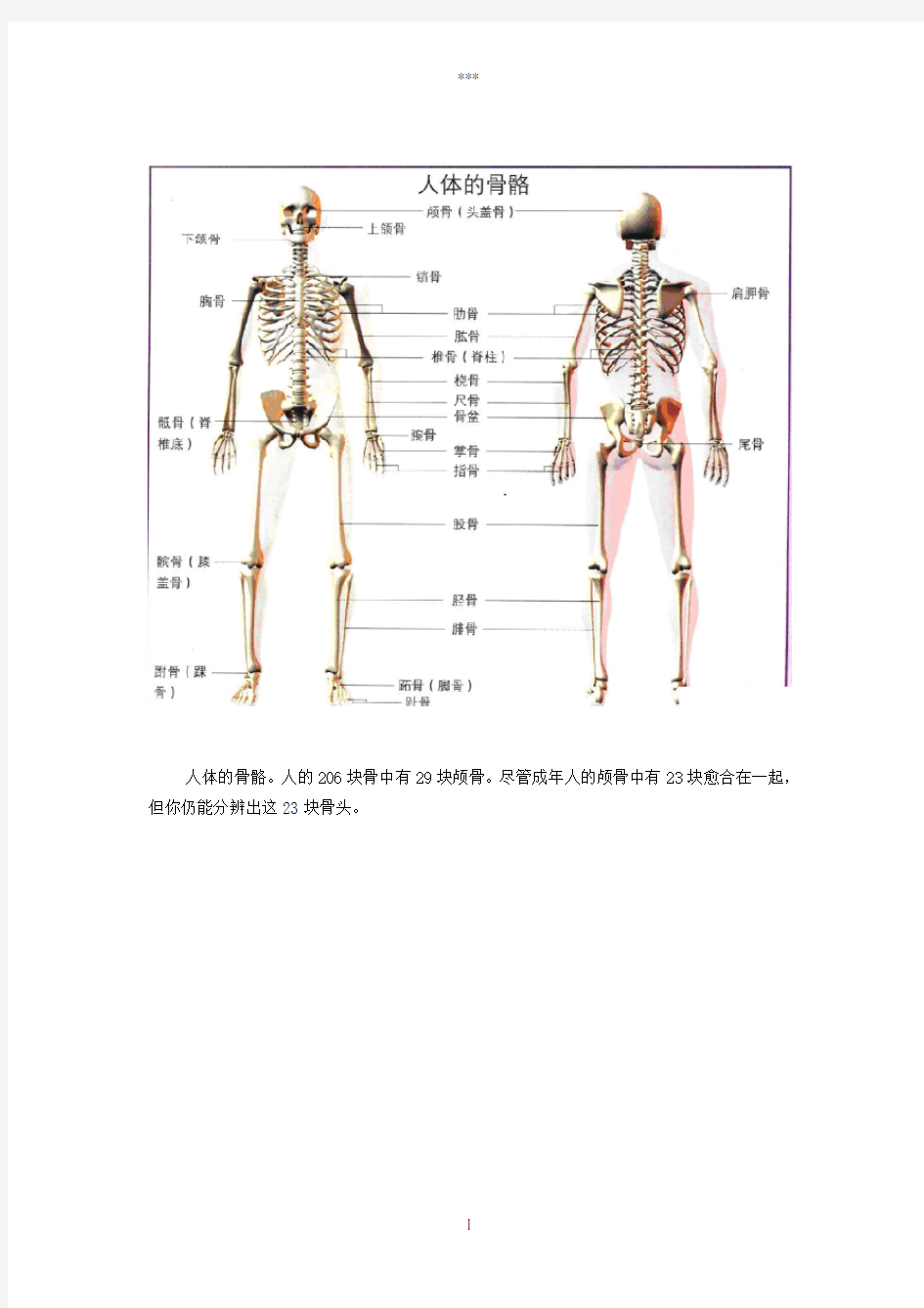人体骨骼图(全身)-骨骼结构图