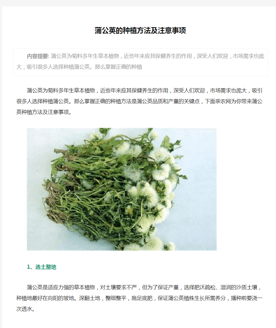 蒲公英的种植方法及注意事项